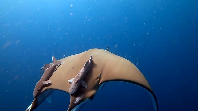 2019 Mobula Hola!