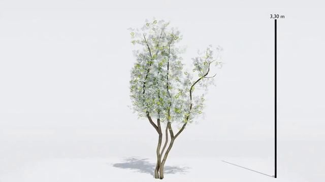 Amelanchier lamarcki small