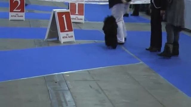Хрустальный Кубок 2015 малый из Сум