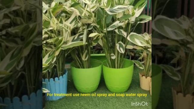 #All about maranta plant#My experience with maranta plant#How to grow maranta#🌿🌱🪴