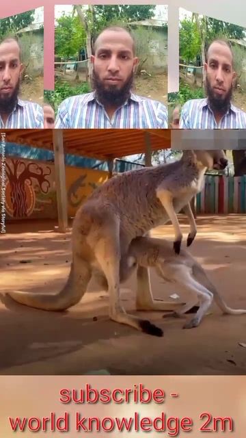 A mother kangaroo has a wonderful love for her baby