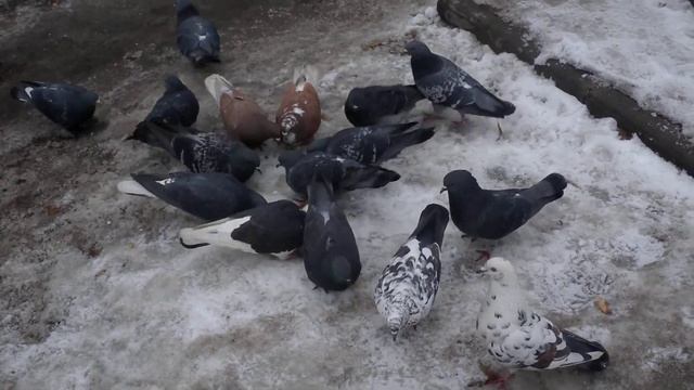 Голуби, Харьков, Украина, Весна - 03 -03 2012