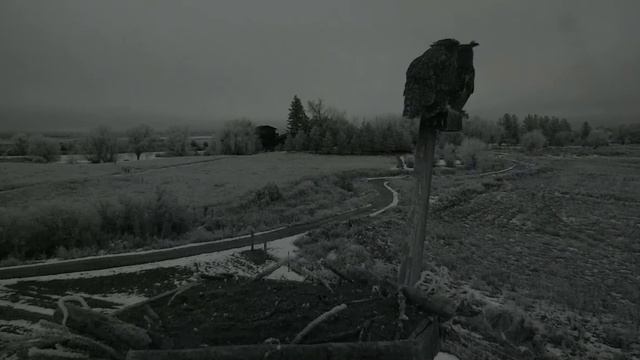 Charlo Great-horned Owls, mating 2019 01 12 18 36 06 744