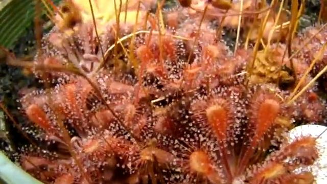 Drosera dielsiana x nidiformis (received as D. dielsiana ssp. "Transvaal")