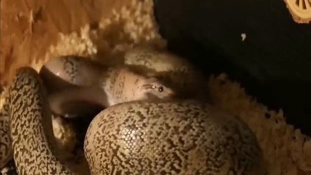 Python molurus bivittatus eating rat