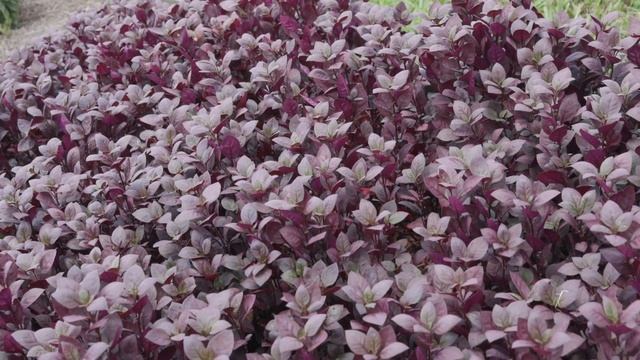 Red and Purple Foliage
