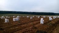 Идет уборка картофеля населением