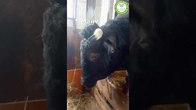 Мы спасаем коров! Эти коровушки едут на Планету коров