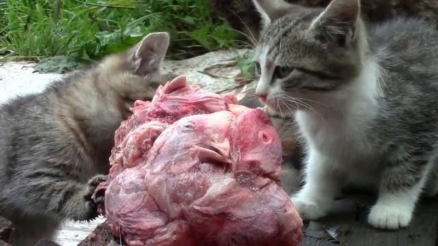 Кошки