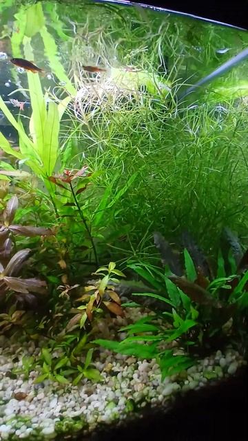 Аквариум зарастает #nature