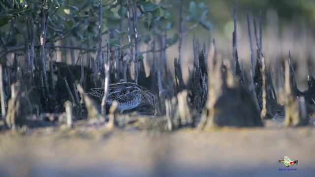 Rẽ giun - Common Snipe - Gallinago gallinago | Birds of Vietnam 67