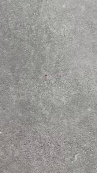 Кто просыпается первым после зимней спячки?