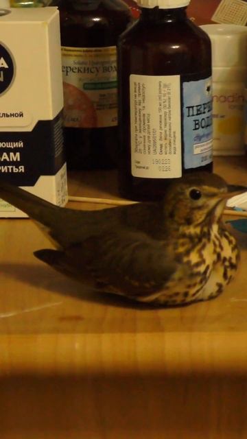 Дрозд отдыхает. (Turdus philomelos, song thrush). #birds #nature #birdsounds