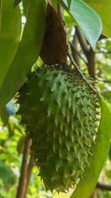 Mexico 31 products: Guanabana #mexiko #mexique #unescosites #mexicoprivatetours #privatetours #mpt