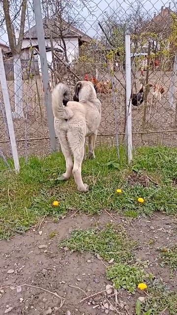 Kangal Грей. Інтерес. (119) #кангал #kangal #грей