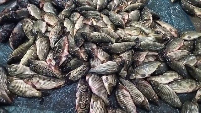 САЗАН БАЛИГИ 55.40.33.30.28 СУ́МДАН🐟🐟🐟🐟👍👍💯
