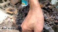 Cara pindah kelulut thoracica ke dalam log kekal