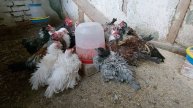 курчавые кохинхины! сколько осталось??