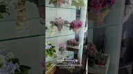 🐇🏫Мы ждём гостей в нашей студии "Кухня Фиалки" - рекордное количество прекрасных растений - фиалок