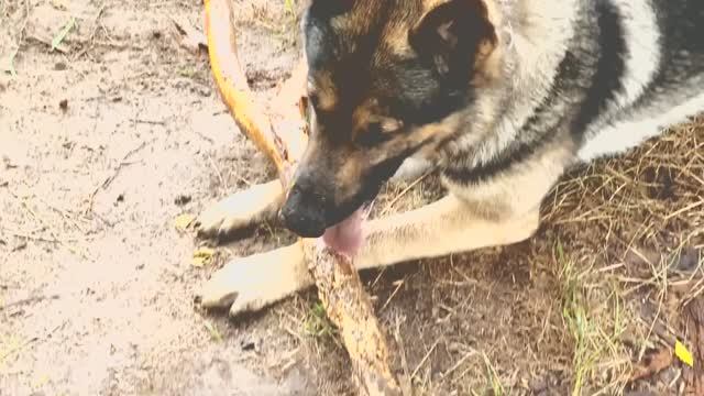 Дождик не помеха