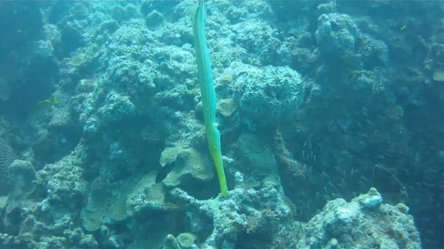 Trumpet fish