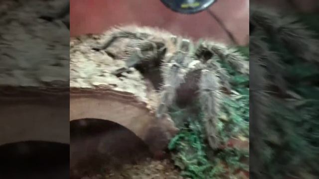 My L klugi, Justina, is in premolt