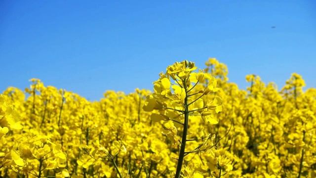 Вона з тобою заради грошей! - Свекруха підслухала розмову невістки, але коли  прийшла на весілля.