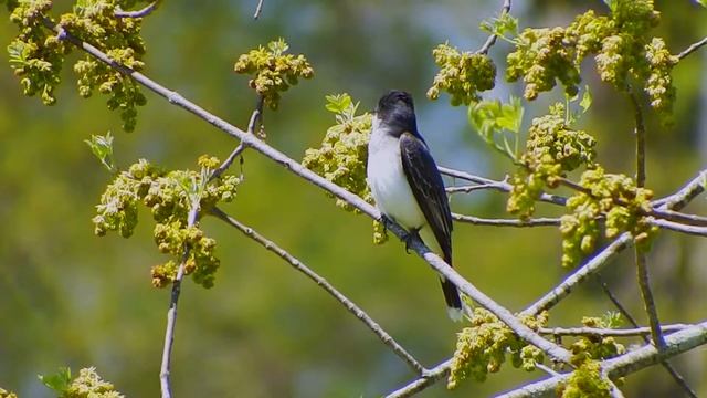 Eastern Kingbird (Tyrannus tyrannus) - Dragonfly Hunting