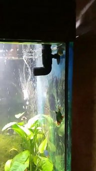 странное поведение барбусов