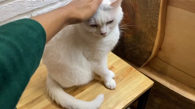 KAFE PENUH KUCING DI UKRAINA || LVIV CAT CAFE