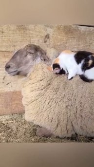 cute cat lies on a sheep and purrs #cutecat #funnysheep #fynnyshorts #funnycat #funnyanimals #short