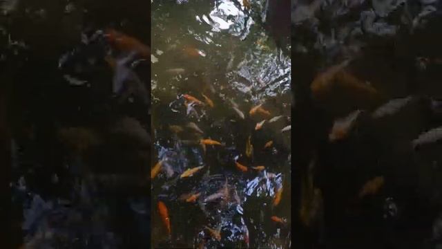 My mini koi😍