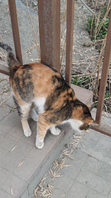 Котик