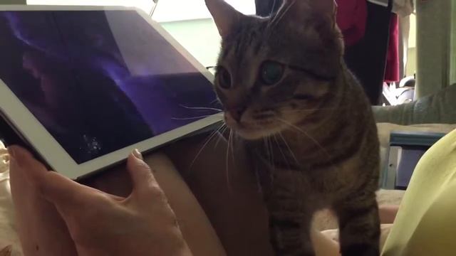 My cat dancer- Мой кот танцор