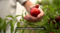 QAAFI's new Centre for Horticulture Science