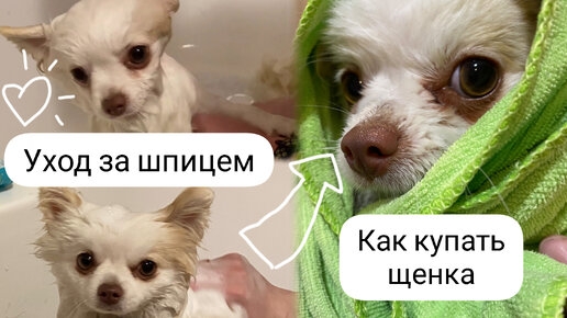 Уход за шпицем. Как купать щенка
