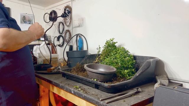 Creating a Boxwood (Buxus) Bonsai from Supermarket Tree (March 2023)