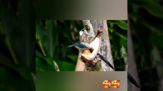 #shorts bird 🐦 🥰 #viral #shorts #viral #shorts vedio #shorts #shorts