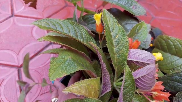 BLACK FLEMINGO/SUNSET BELL/INDOOR ORNAMENTAL PLANT. EP124