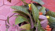 BLACK FLEMINGO/SUNSET BELL/INDOOR ORNAMENTAL PLANT. EP124