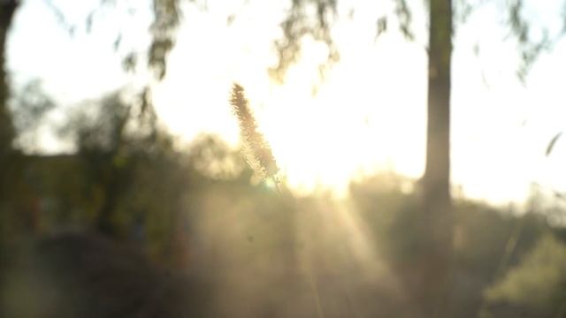 摘完葡萄,我烤了一整只羊,配一杯自酿的纯天然紅酒 ,幸福生活莫過於此了 |野食小哥