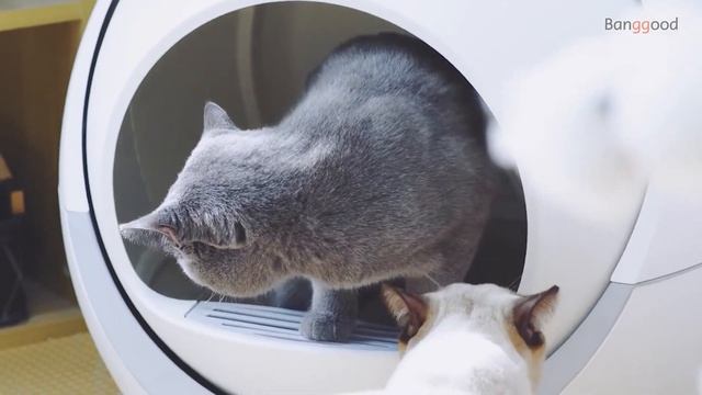 Petree Smart Self Cleaning Cats Litter Box Unboxing丨Automatic Cat Toilet - Banggood Toy&Hobbies