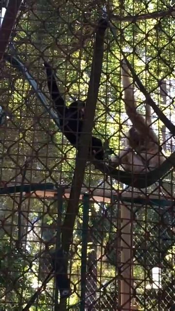 Golden-Cheeked Gibbons Eating