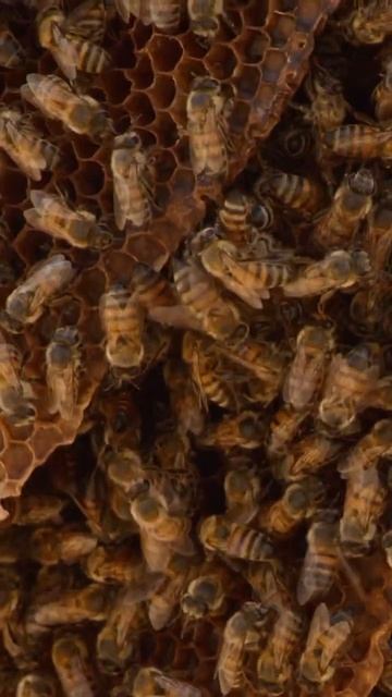Wild Hive 🐝