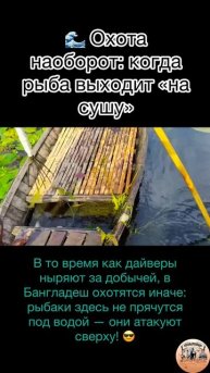 🌊 Охота наоборот: когда рыба выходит «на сушу»