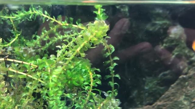 🌱 Elodea/Anacharis Aquarium Plant CARE GUIDE & Propagation
