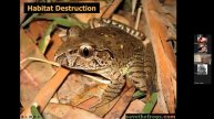 ICON & MC - SAVE THE FROGS! with Dr. Kerry M. Kriger (PART 1)