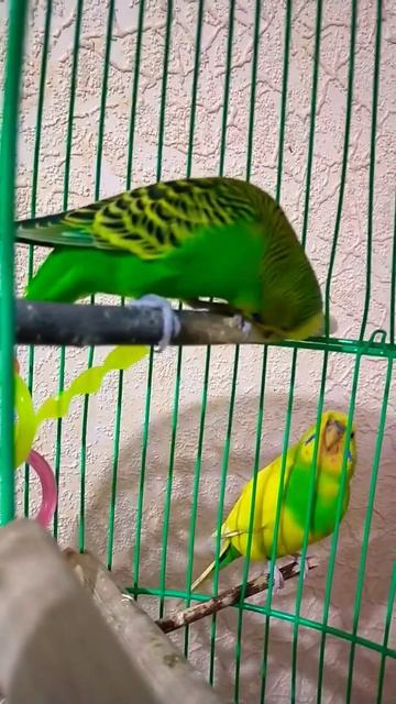 Милка на прогулке Лунтик дома #parrot
