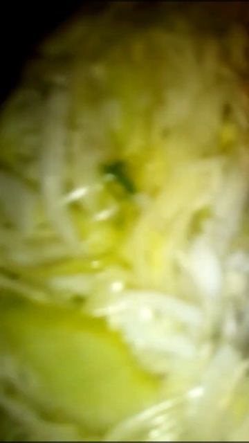 This cabbage called Gloria F1 the sweetest recipe