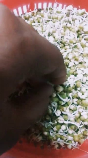 sprouted seeds #project #school #shorts
